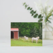Pferde Postkarte (Stehend Vorderseite)