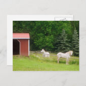 Pferde Postkarte (Vorne/Hinten)