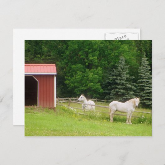 Pferde Postkarte (Vorne/Hinten)