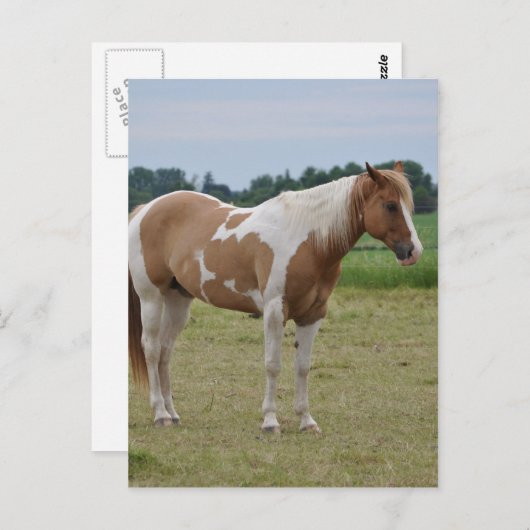 Pferde Postkarte (Vorne/Hinten)