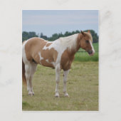 Pferde Postkarte (Vorderseite)