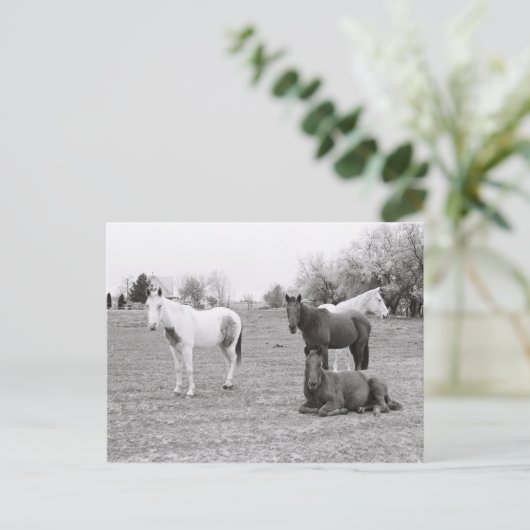 Pferde Postkarte (Stehend Vorderseite)