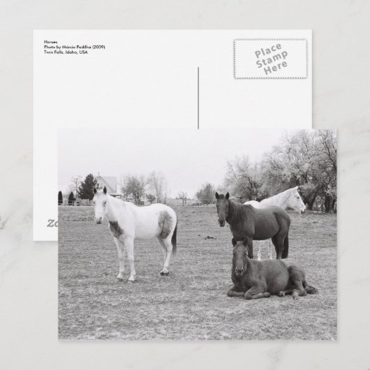 Pferde Postkarte (Vorne/Hinten)