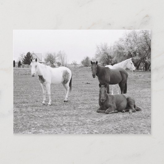 Pferde Postkarte (Vorderseite)