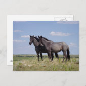 Pferde Postkarte (Vorne/Hinten)