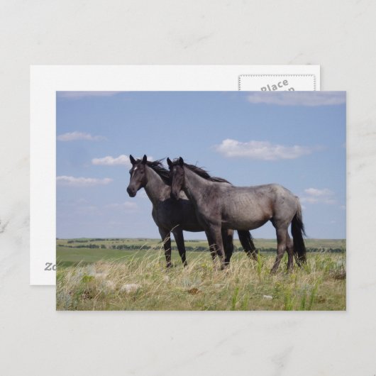 Pferde Postkarte (Vorne/Hinten)
