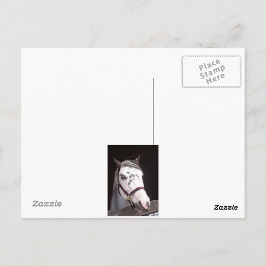 Pferde Postkarte (Rückseite)