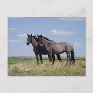 Pferde Postkarte