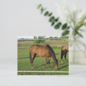 Pferde Postkarte (Stehend Vorderseite)