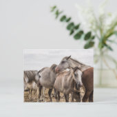 Pferde Postkarte (Stehend Vorderseite)