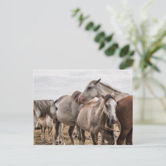 Pferde Postkarte (Stehend Vorderseite)