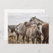 Pferde Postkarte (Vorne/Hinten)