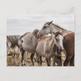 Pferde Postkarte