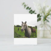 Pferde Postkarte (Stehend Vorderseite)
