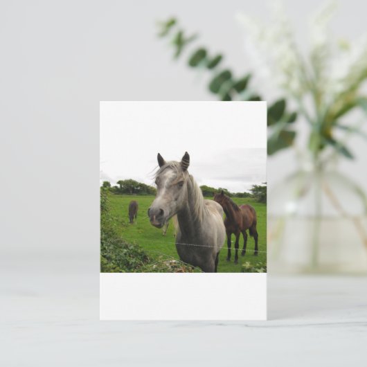 Pferde Postkarte (Stehend Vorderseite)