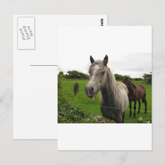 Pferde Postkarte (Vorne/Hinten)