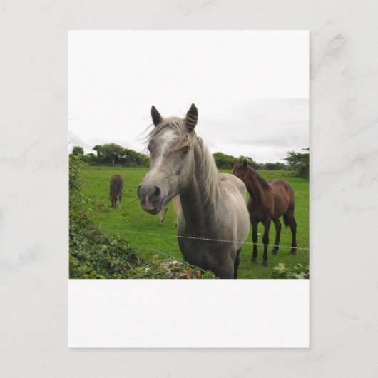 Pferde Postkarte (Vorderseite)