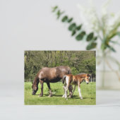 PFERDE POSTKARTE (Stehend Vorderseite)