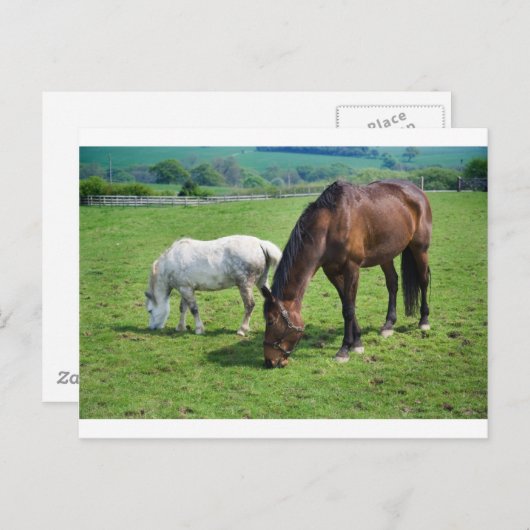 Pferde Postkarte (Vorne/Hinten)