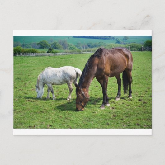 Pferde Postkarte (Vorderseite)