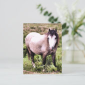 PFERDE POSTKARTE (Stehend Vorderseite)