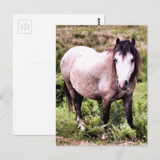 PFERDE POSTKARTE (Vorne/Hinten)