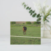 Pferde Postkarte (Stehend Vorderseite)