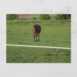 Pferde Postkarte