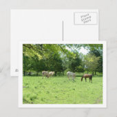 Pferde Postkarte (Vorne/Hinten)