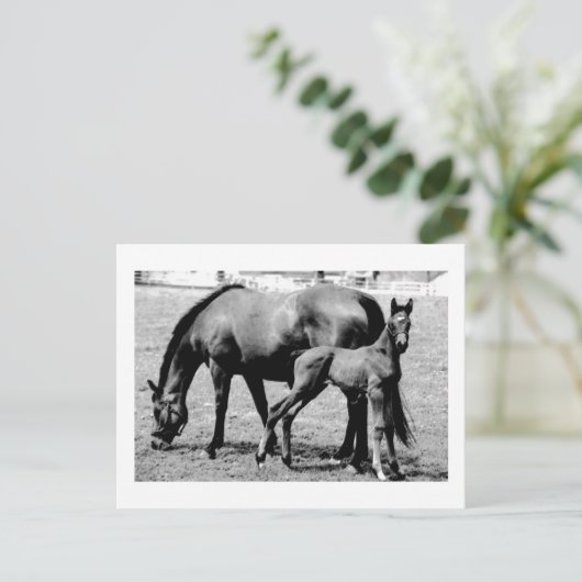 Pferde Postkarte (Stehend Vorderseite)