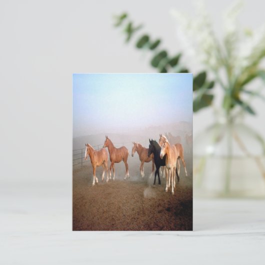 Pferde Postkarte (Stehend Vorderseite)