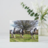 Pferde Postkarte (Stehend Vorderseite)