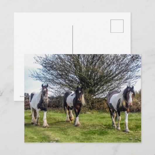 Pferde Postkarte (Vorne/Hinten)