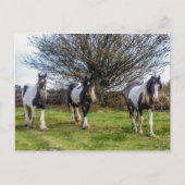 Pferde Postkarte (Vorderseite)