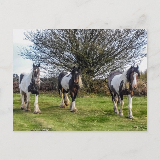 Pferde Postkarte (Vorderseite)