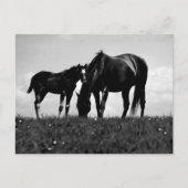 Pferde Postkarte (Vorderseite)