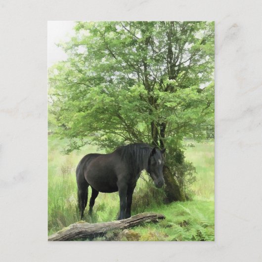 PFERDE POSTKARTE (Vorderseite)