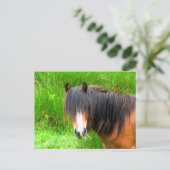 PFERDE POSTKARTE (Stehend Vorderseite)