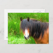 PFERDE POSTKARTE (Vorne/Hinten)