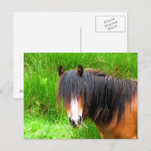 PFERDE POSTKARTE (Vorne/Hinten)