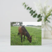 Pferde Postkarte (Stehend Vorderseite)