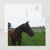 Pferde Postkarte (Vorne/Hinten)
