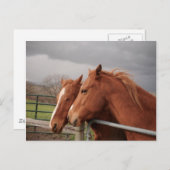 Pferde Postkarte (Vorne/Hinten)
