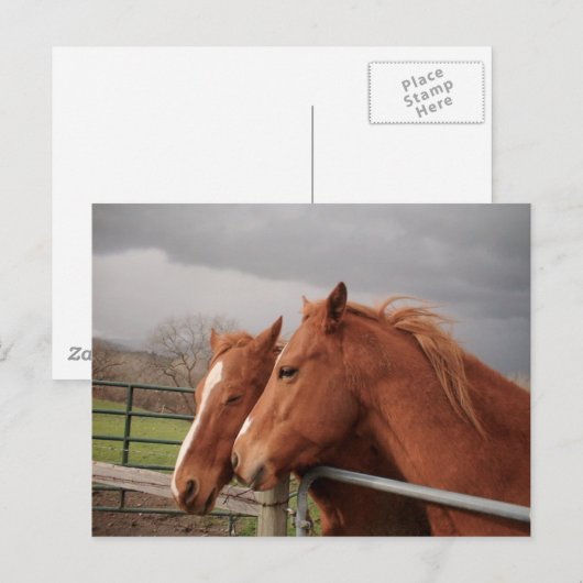 Pferde Postkarte (Vorne/Hinten)