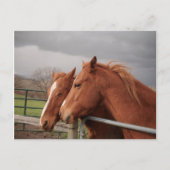 Pferde Postkarte (Vorderseite)