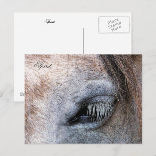 PFERDE POSTKARTE (Vorne/Hinten)