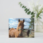 Pferde Postkarte (Stehend Vorderseite)