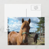 Pferde Postkarte (Vorne/Hinten)