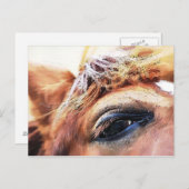 PFERDE POSTKARTE (Vorne/Hinten)