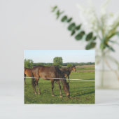 Pferde Postkarte (Stehend Vorderseite)